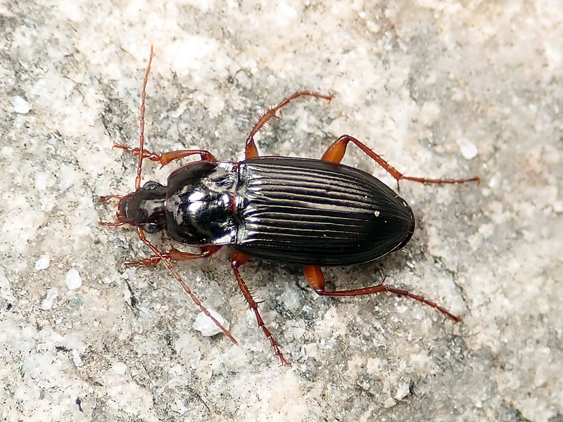 Carabidae da identificare: Calathus erratus